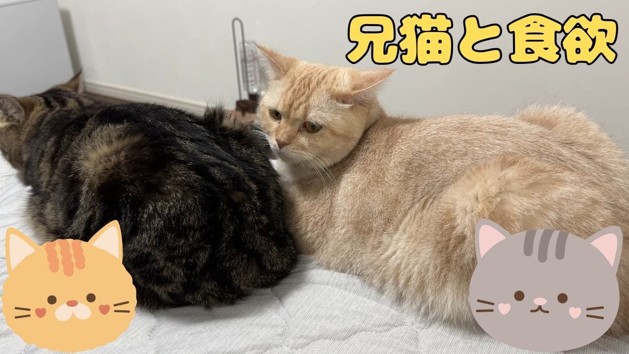 ♯233 兄猫と食欲♪仲良しになった兄弟猫😸