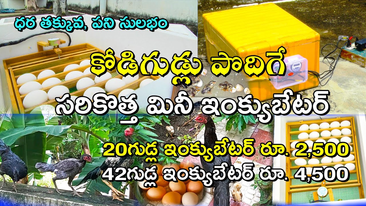కోడిగుడ్లు పొదిగే సరికొత్త మినీ ఇంక్యుబేటర్|| 20 to 100 Mini Egg Incubator || Karshaka Mitra
