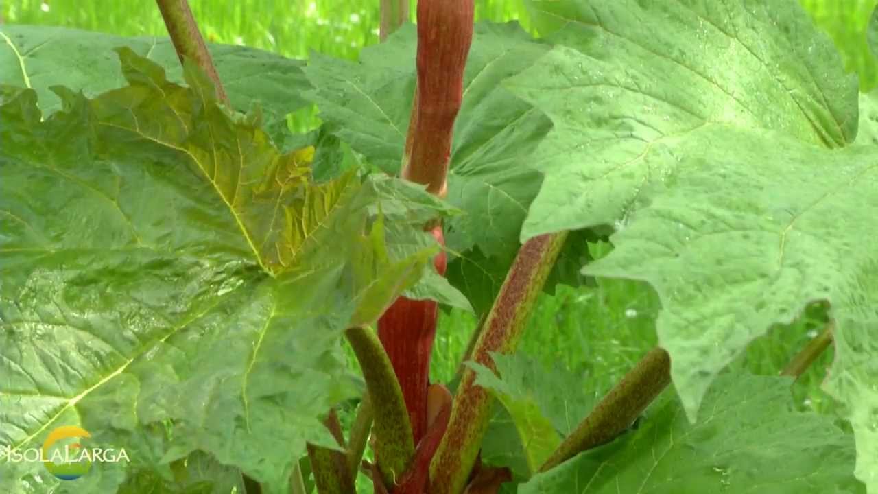 Rabarbaro tanguticum