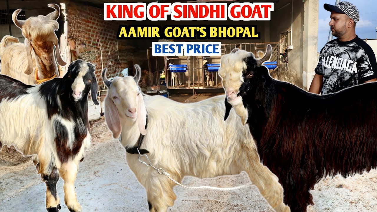 King Of Sindhi Goat Aamir Goat’s Bhopal Best Price Par Bakre
