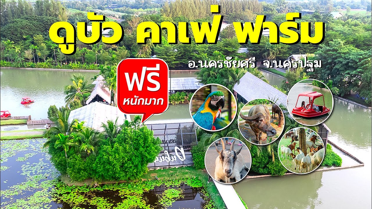 ดูบัว คาเฟ่ ฟาร์ม อ นครชัยศรี จ นครปฐม 2024 ( ฟรีหนักมาก )