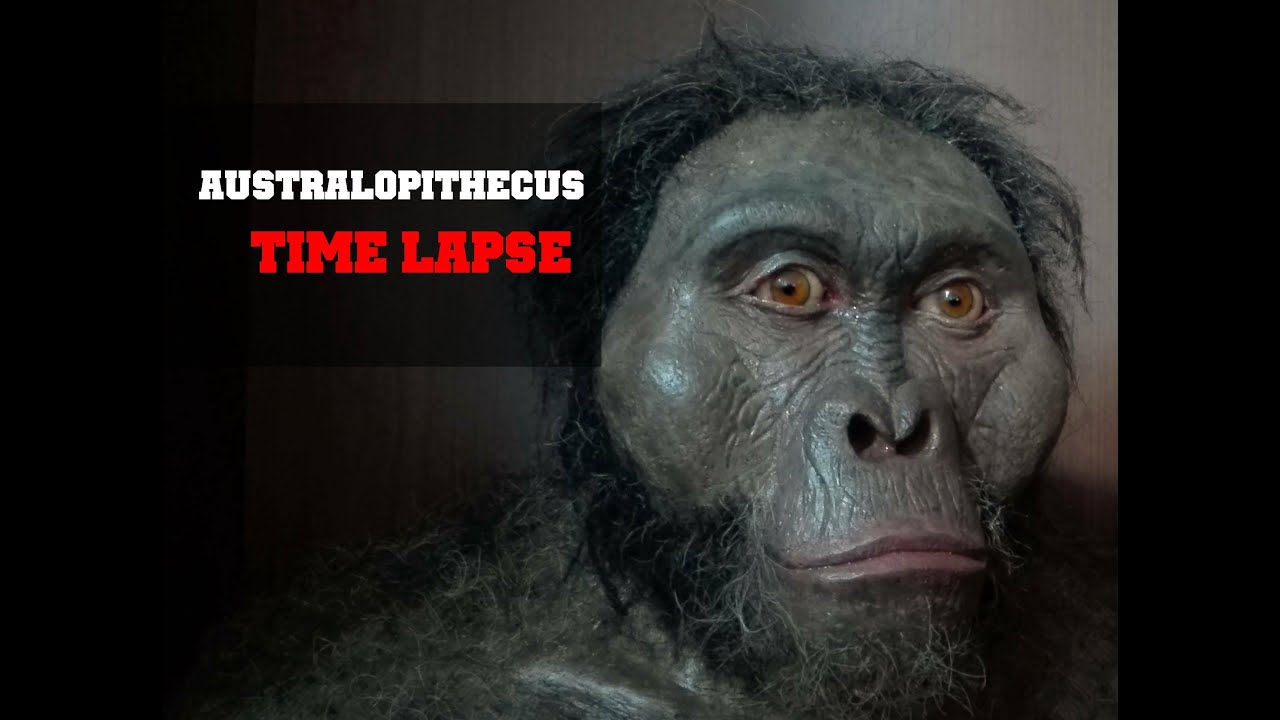Australopithecus afarensis (Lucy) reconstrucci&oacute;n