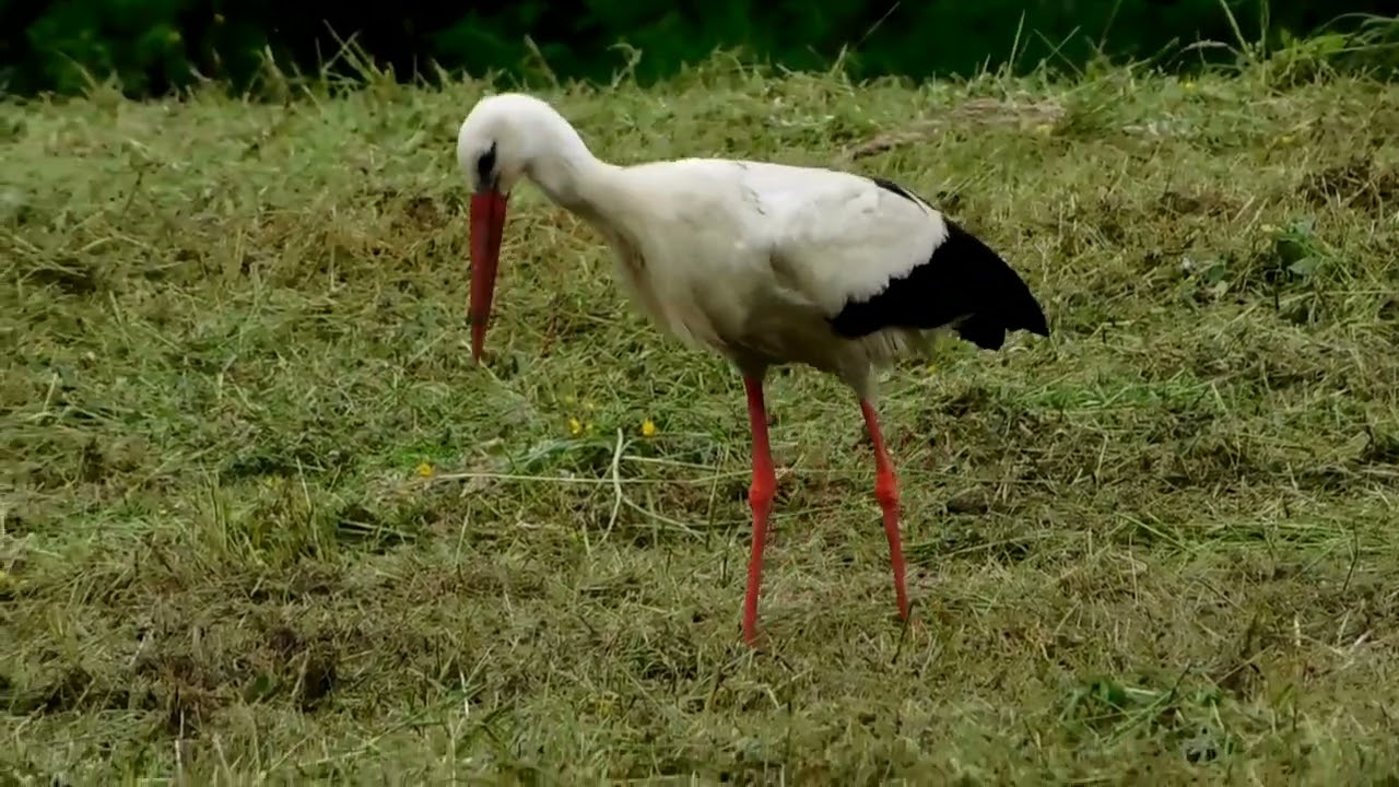 Skoszona łąka, szalony bocian i chytry lis - Mown grass, crazy stork and cunning fox