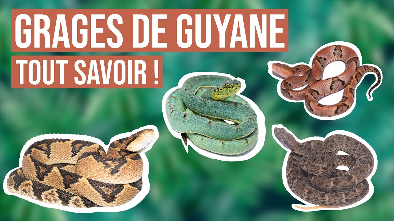 Grages de Guyane : Comment les différencier ?