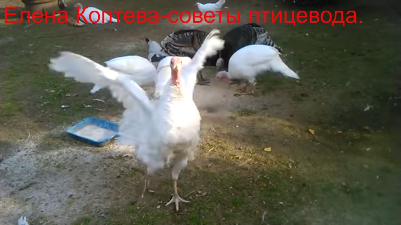 Индейка Ставрополья. Итог.