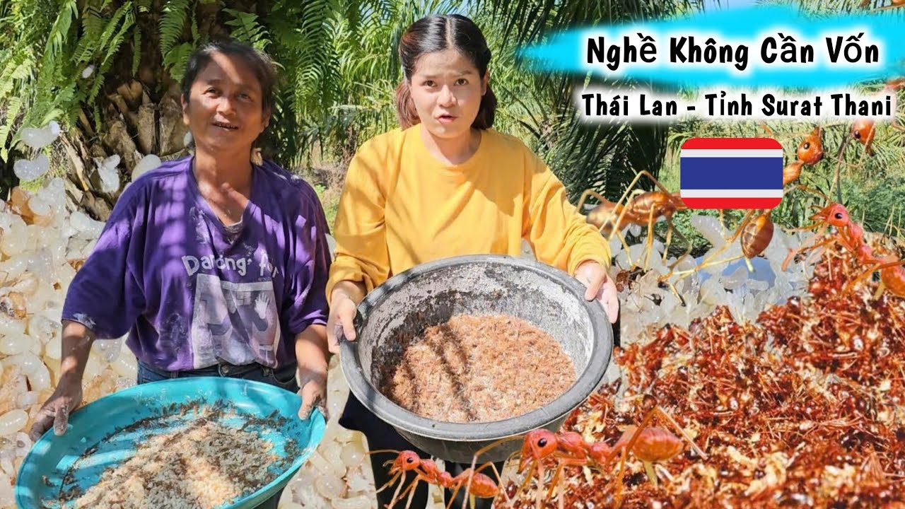 #3 Toàn Bộ Quá Trình Nghề Bắt Trứng Kiến Vàng Đỉnh Cao -  Khám Phá Thái Lan