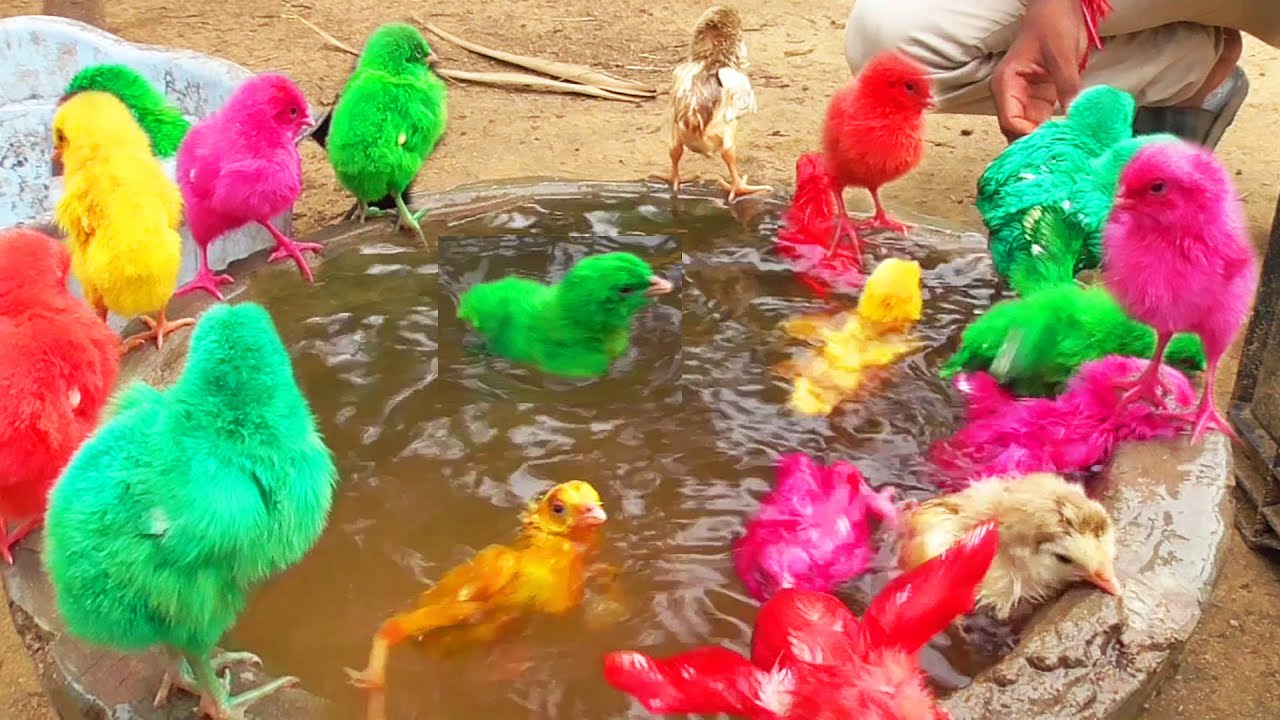 Видео MURGI Chicks Swimming Pools Bathing Decolarization FRACAS | FishCutting