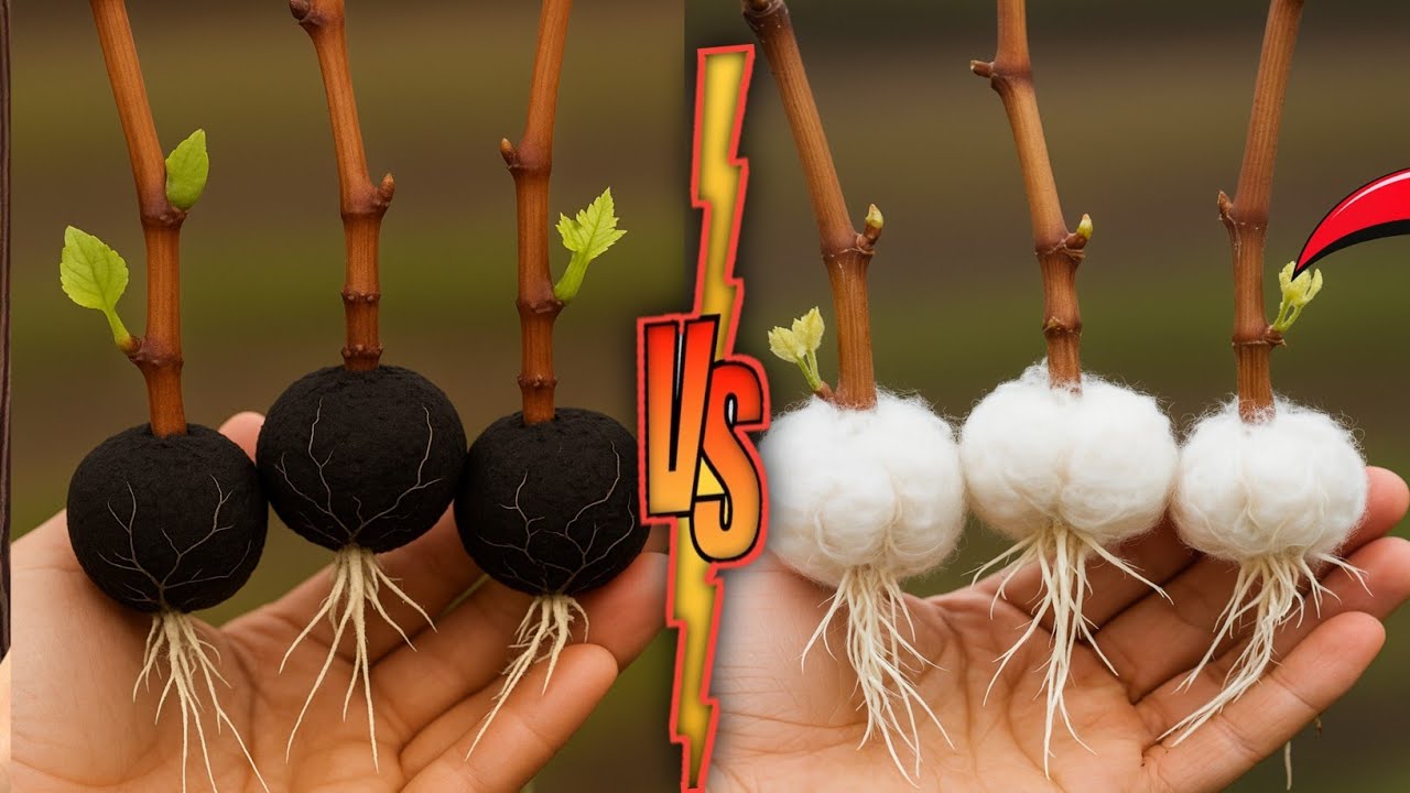 “Cuttings vs Air Layering 🍇 Which Grows Faster? Real Test Results!”
