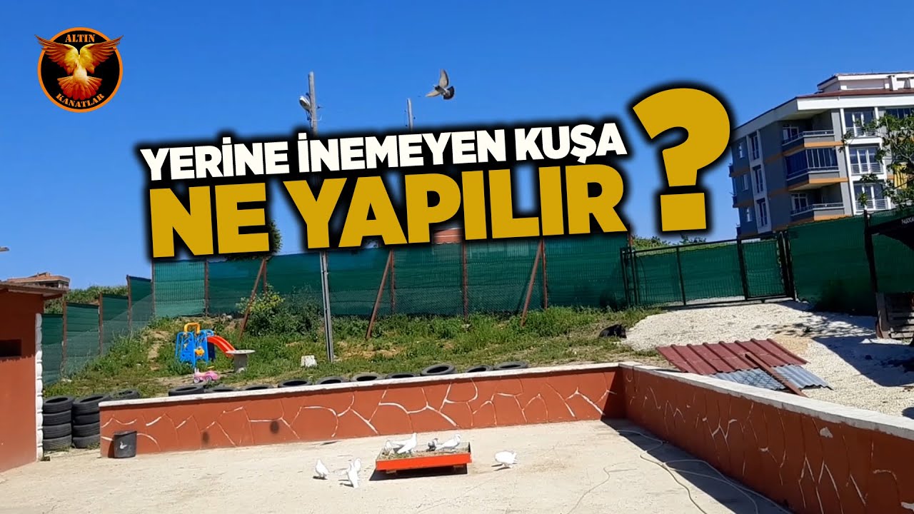 Yerine inmeyen kuşa ne yapılır? / ALTIN KANATLAR