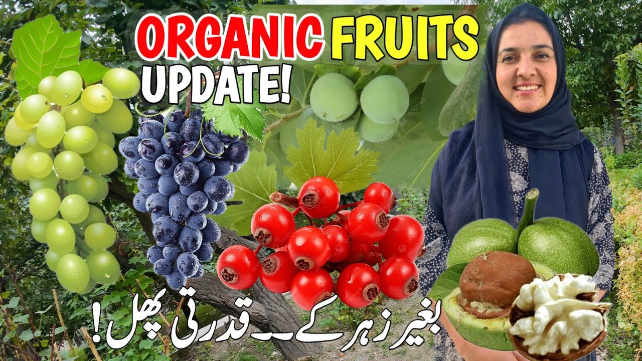 Chemical-Free Village Fruits — 30 Days Organic Farming Update! | Village Vlog | Village Lifestyle 