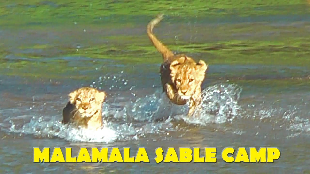 MalaMala Sable Camp, Sabi Sands, South Africa