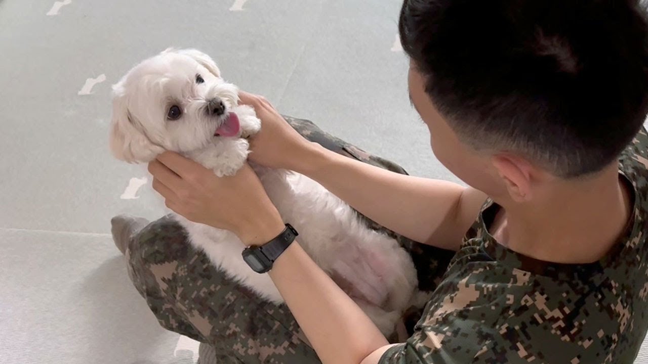강아지는 첫 휴가나온 오빠를 기억할까요?