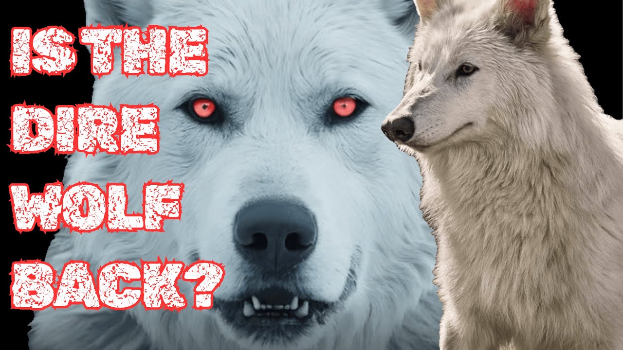 The Dire Wolf is back?