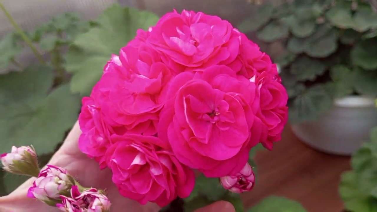 Обзор начало цветения пеларгонии.