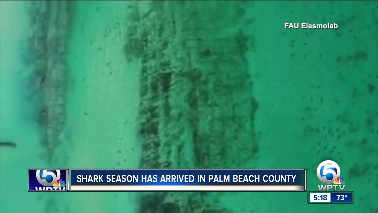 Shark migration off Palm Beach