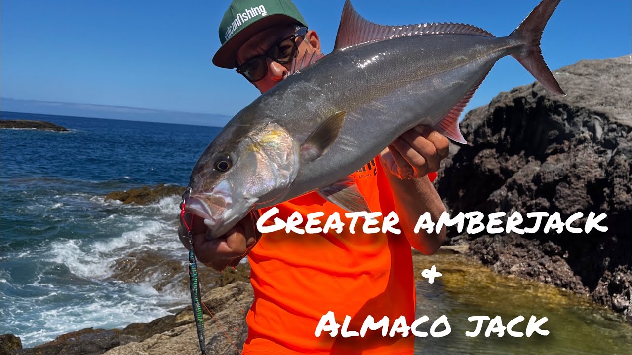 Greater Amberjack & Almaco jack