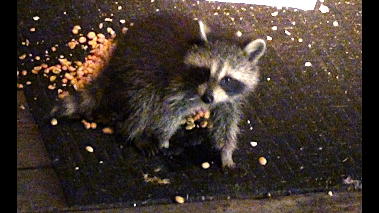 Bobbie The Raccoon Shows Off Her New Family Of Five Babys.