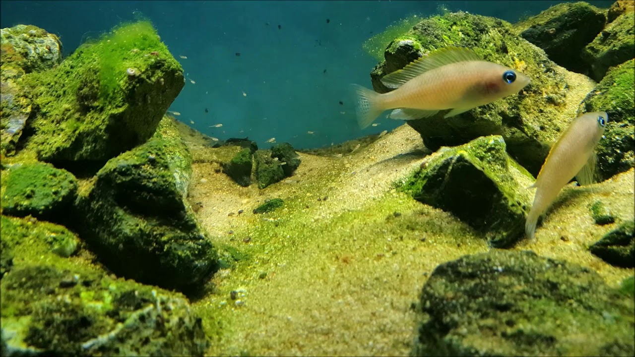 Neolamprologus caudopunctatus