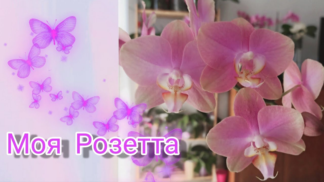 #ОРХИДЕИ💮радужные,нежные и ароматные🤩👍Моя новиночка🥰