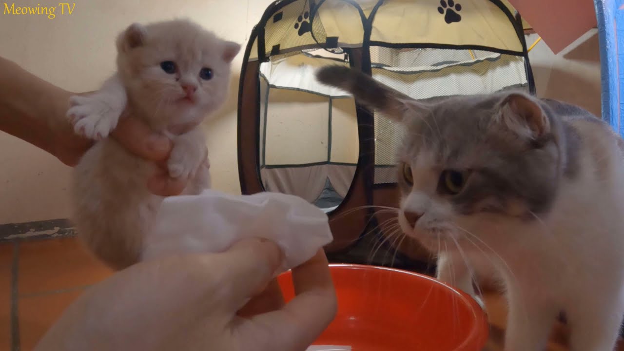Kittens scream when they have to wash their faces.