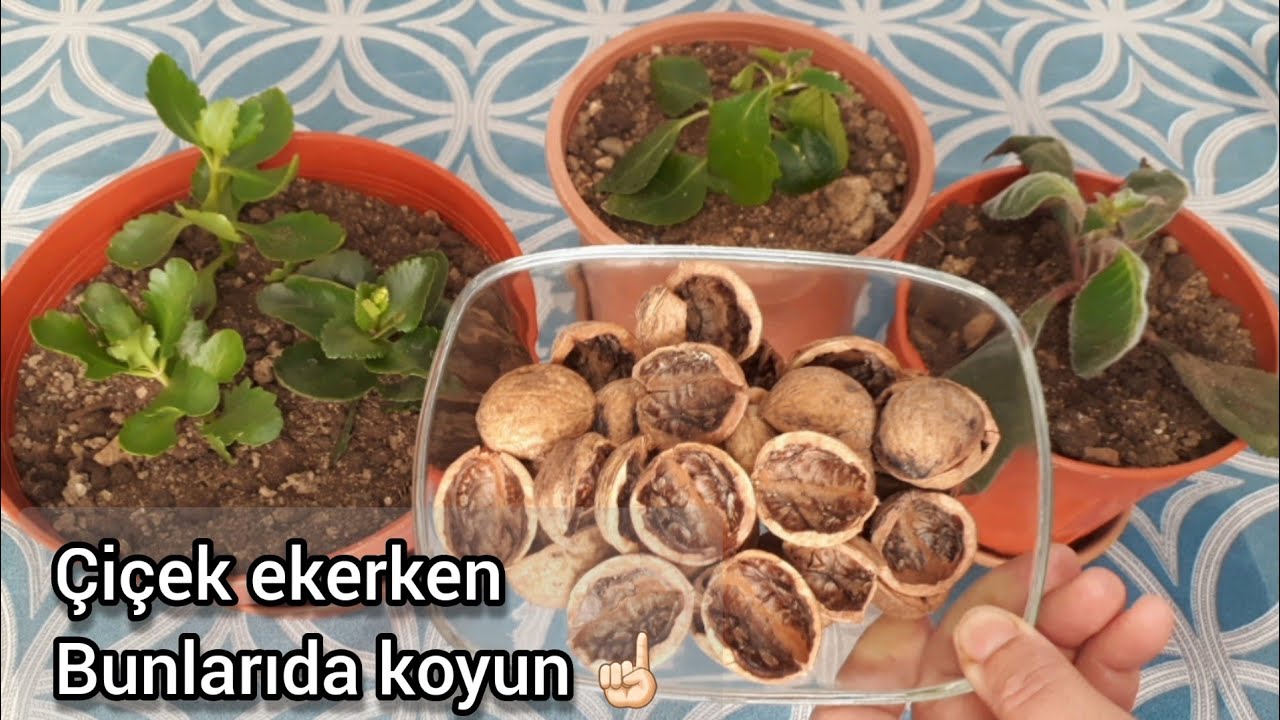 ÇİÇEKLERİNİZİ BÖYLE EKİN 👍🏻🌱 ÇİÇEK TOPRAĞI NASIL OLMALI🤔 ÇİÇEK BAKIMI