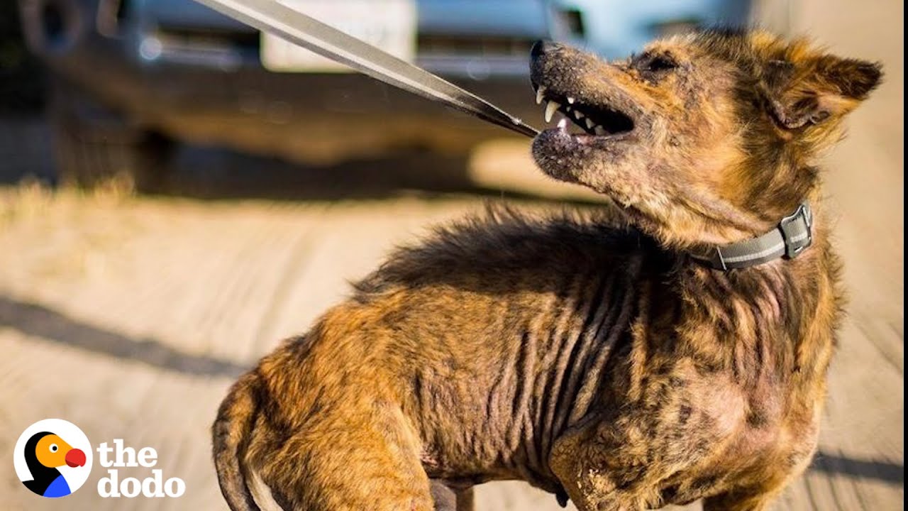 This Coyote Dog Story Is Pure Magic | The Dodo