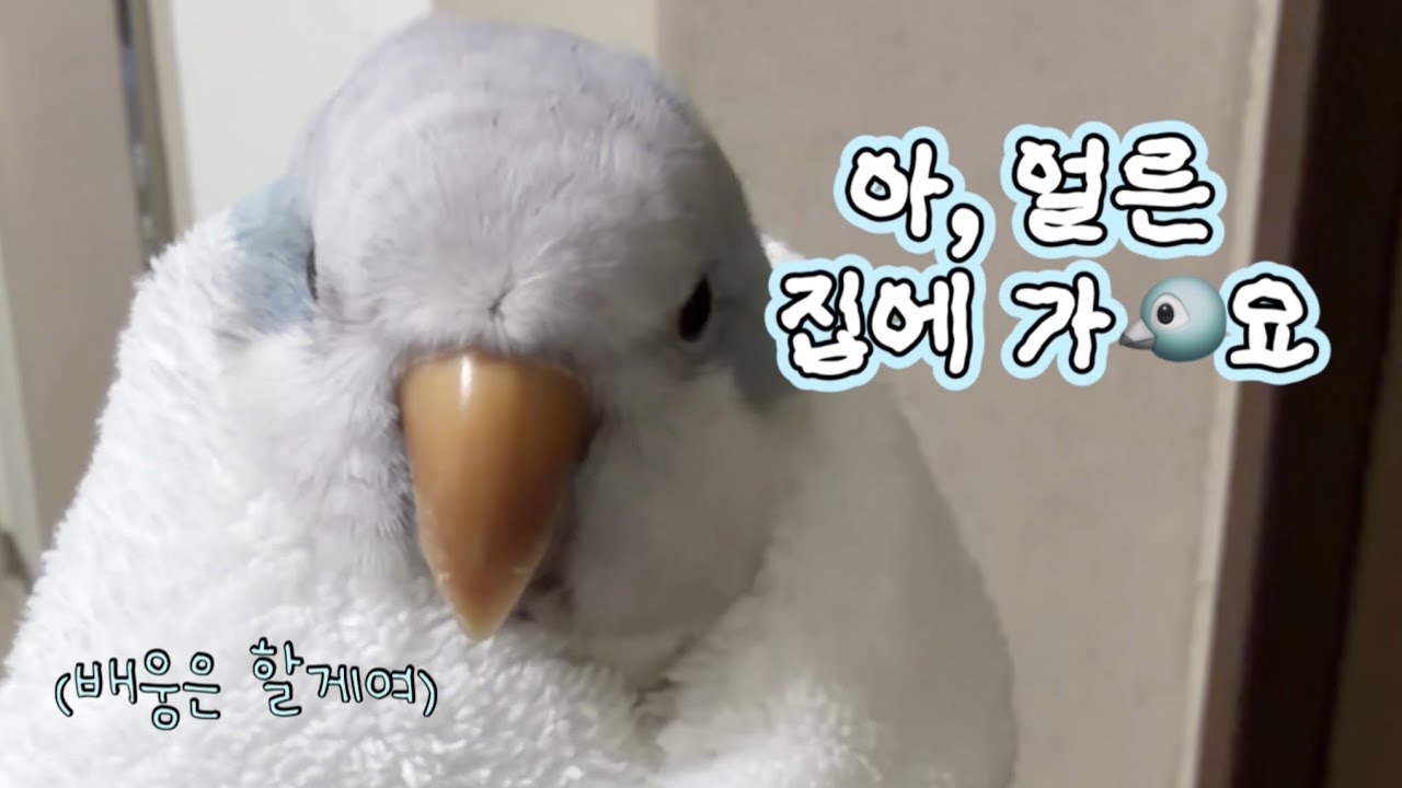 누나 친구 집에 언제 가…?