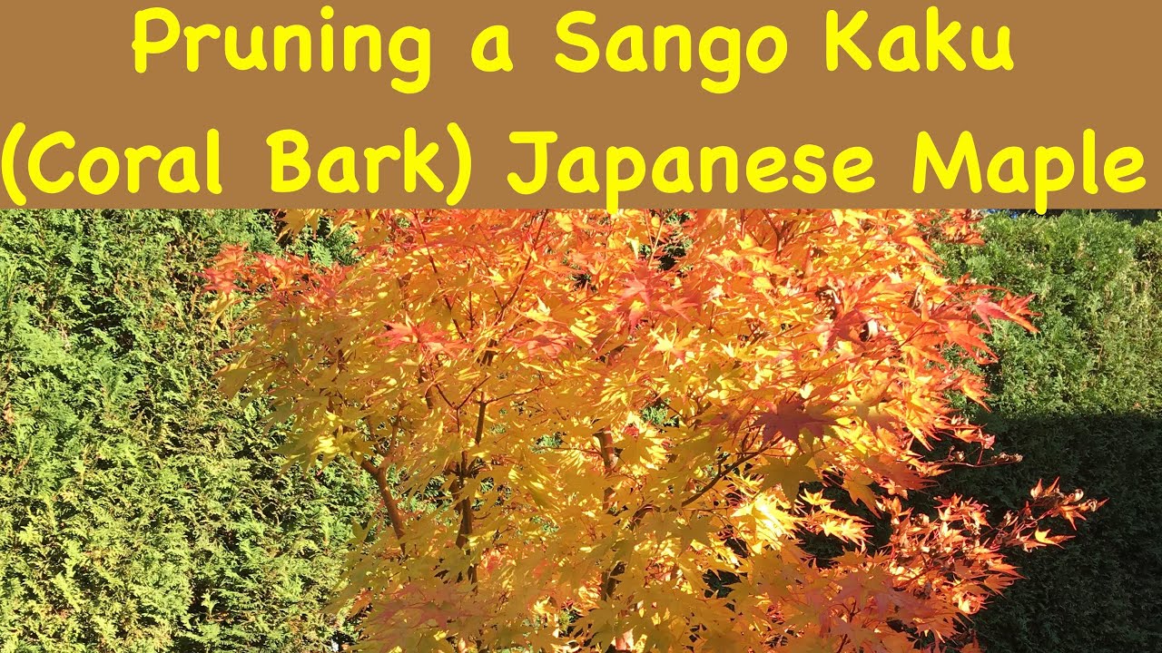 Pruning a Sango Kaku (Coral Bark) Japanese maple