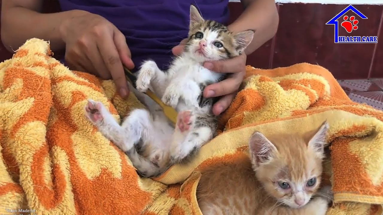 Маленькие котята получают первые ванны - 4-й урок, чтобы стать настоящей кошкой