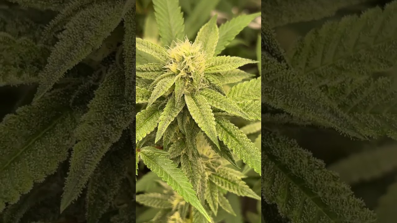 Phinest genetics - PB Souffl&eacute;