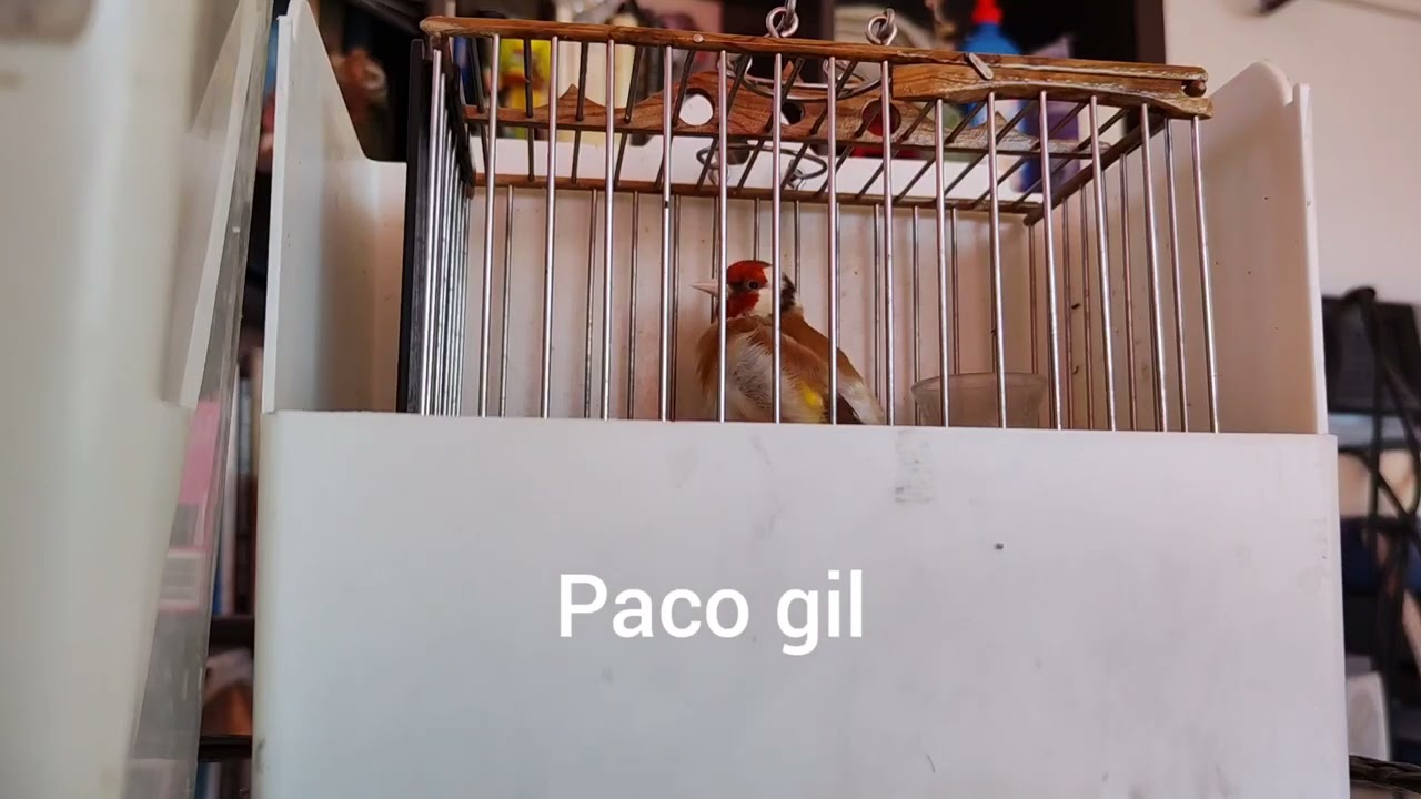 jilguero bruno cantando limpio