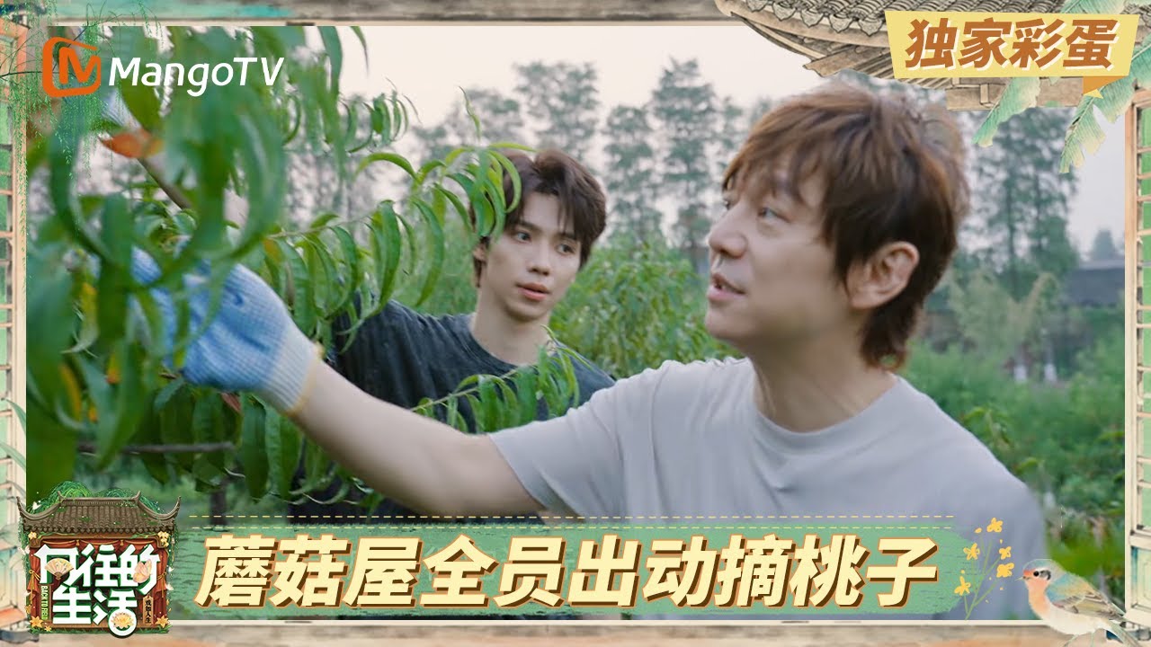 《向往的生活-戏如人生》独家彩蛋EP7：蘑菇屋全员乌村摘桃子 彭昱畅谐音梗脱口而出逗笑何炅 | Back To Field · The Stage of Life | MangoTV