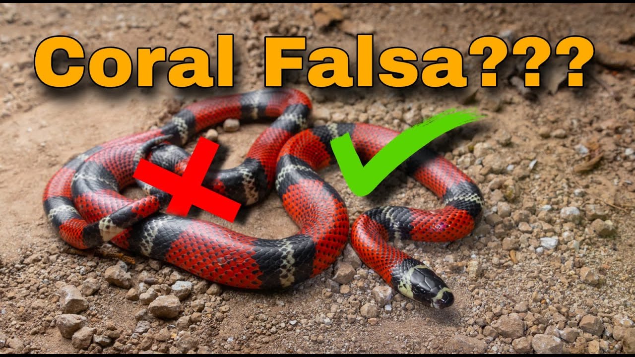 Me encuentro una Coral Falsa (Lampropeltis abnorma) Serpientes de Costa Rica