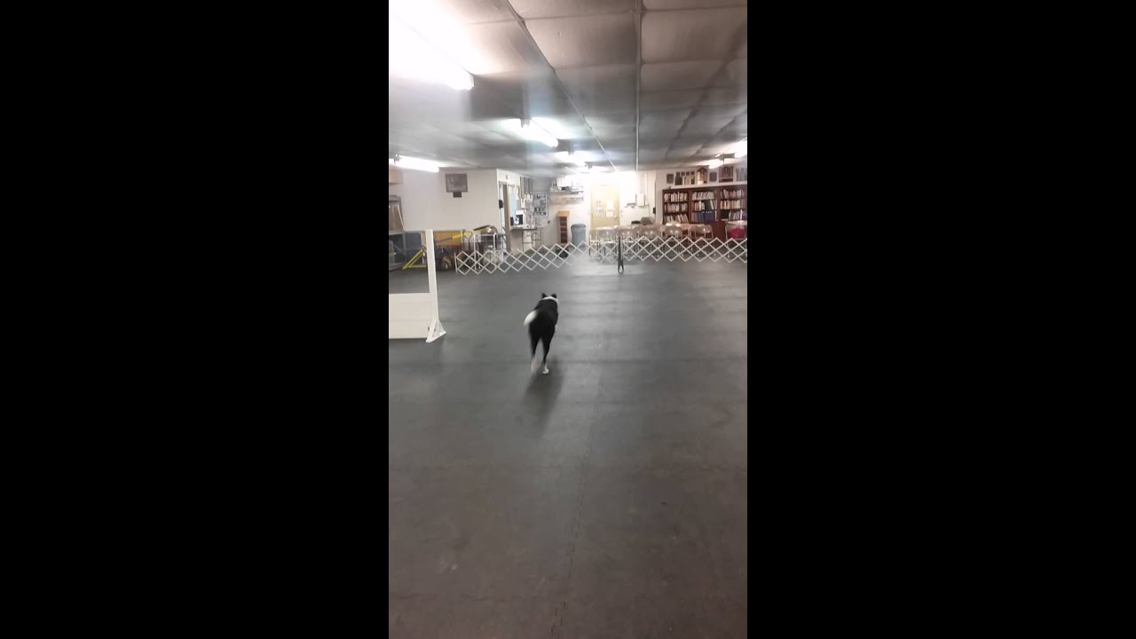 Directed Jumping Practice!