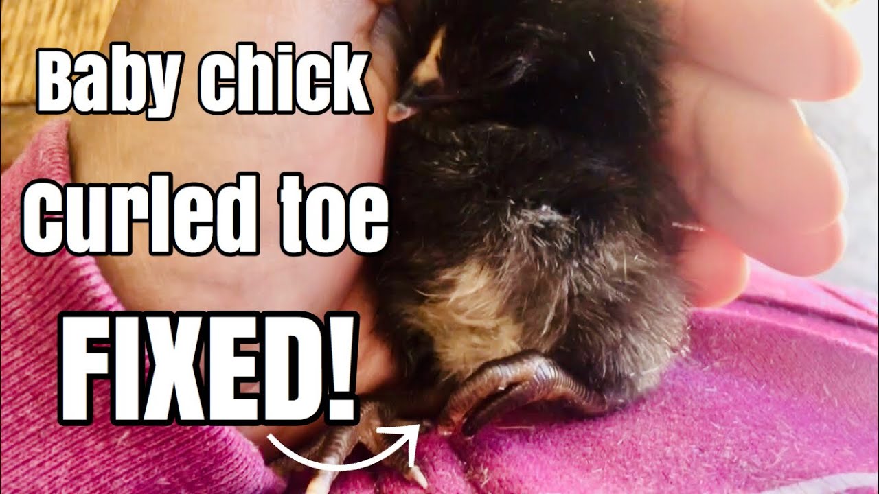 How to help a chick with curled toes / feet
