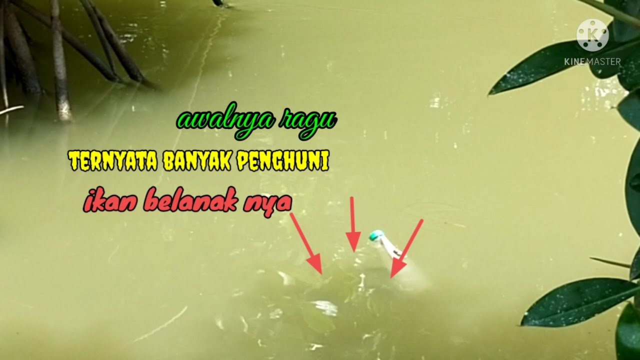 awalnya ragu..?? ternyata banyak penghuninya mas bro...