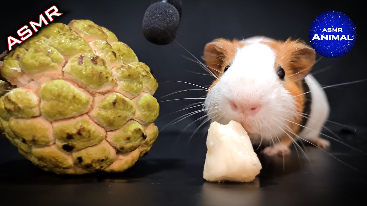 Guinea Pig Eating Sugar Apple ASMR #14