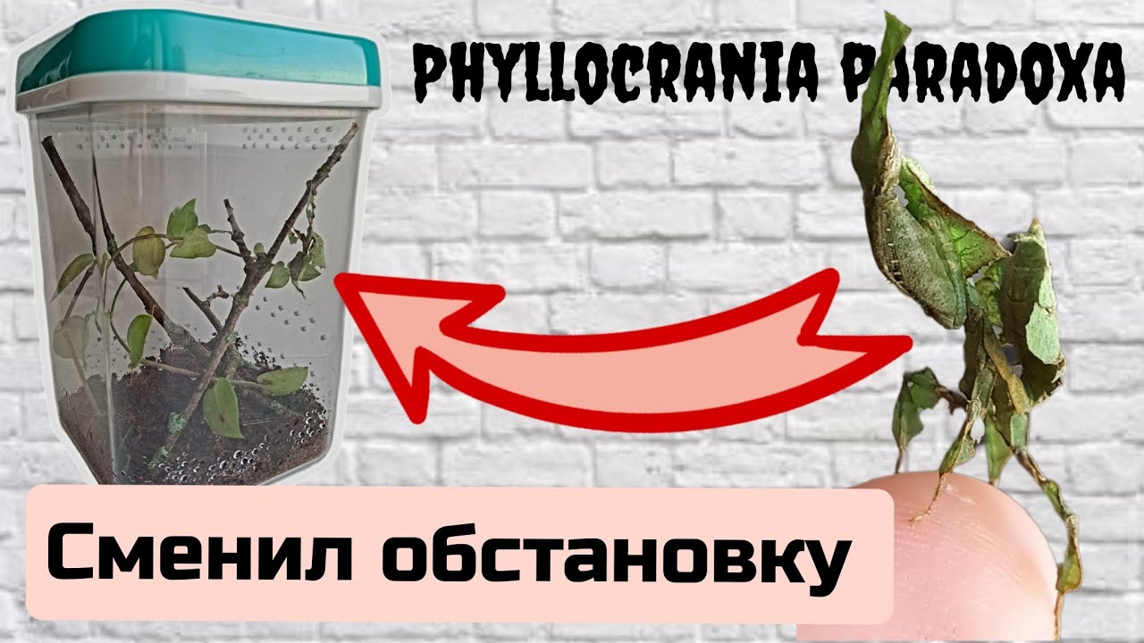 Террариум с растениями для богомола - призрака Phyllocrania paradoxa.