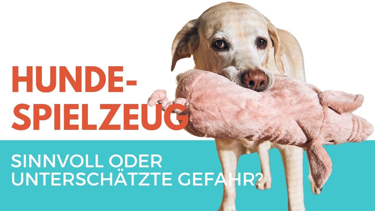 Machst du diesen Fehler mit Hundespielzeug? 🚨 Das solltest du wissen!
