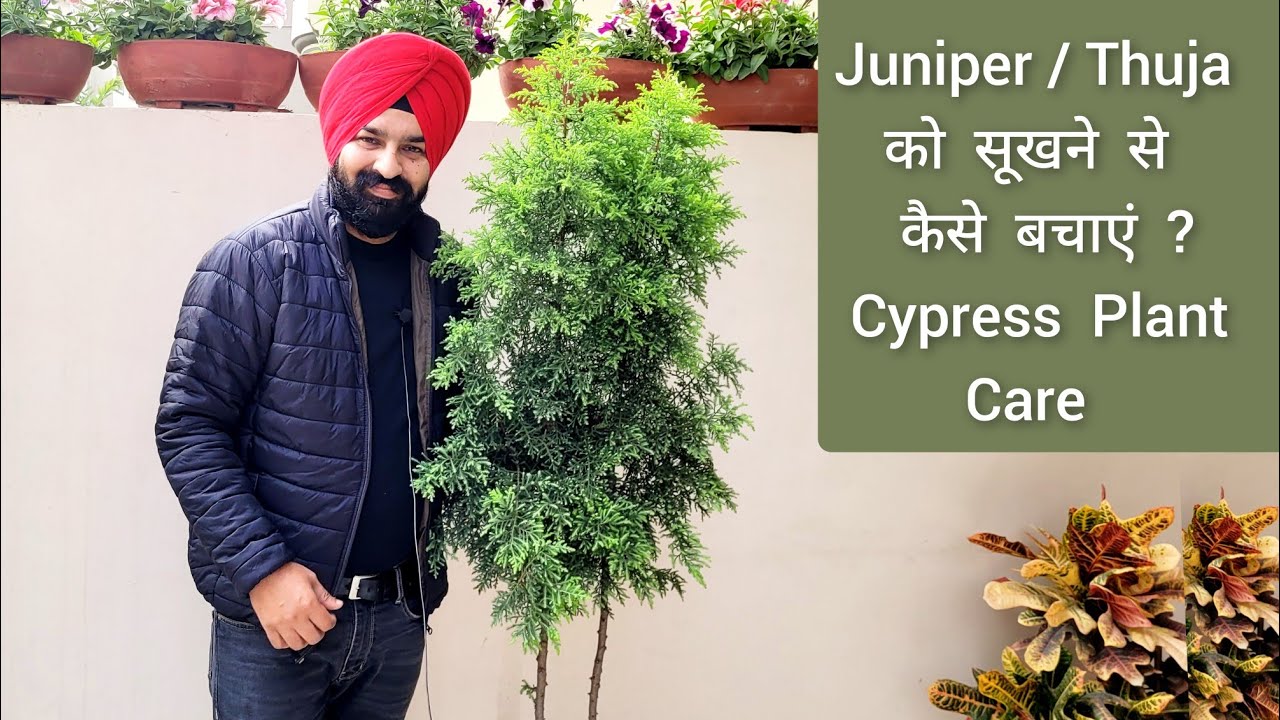 Juniper Thuja या Morpankhi जैसे Permanent पौधों को सूखने मरने से कैसे बचाएं, Cypress plant care