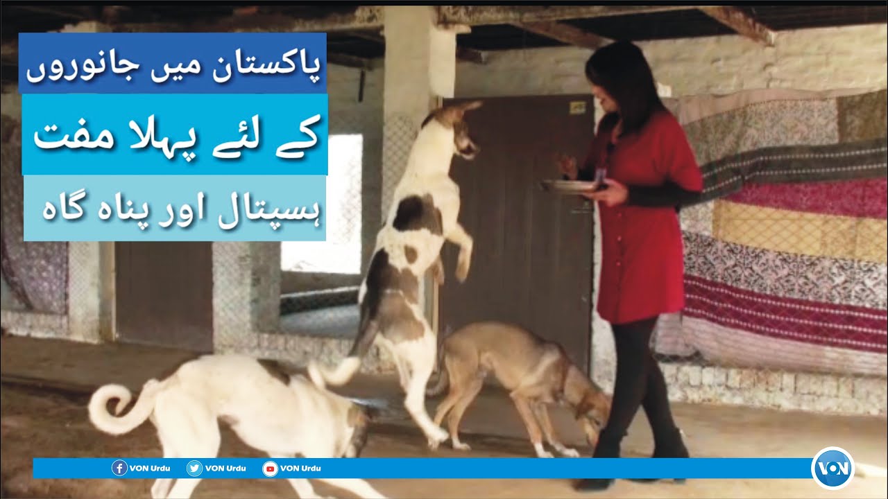 Pakistan's First Ever Free Hospital and Shelter for Homeless Animals| Save Animals