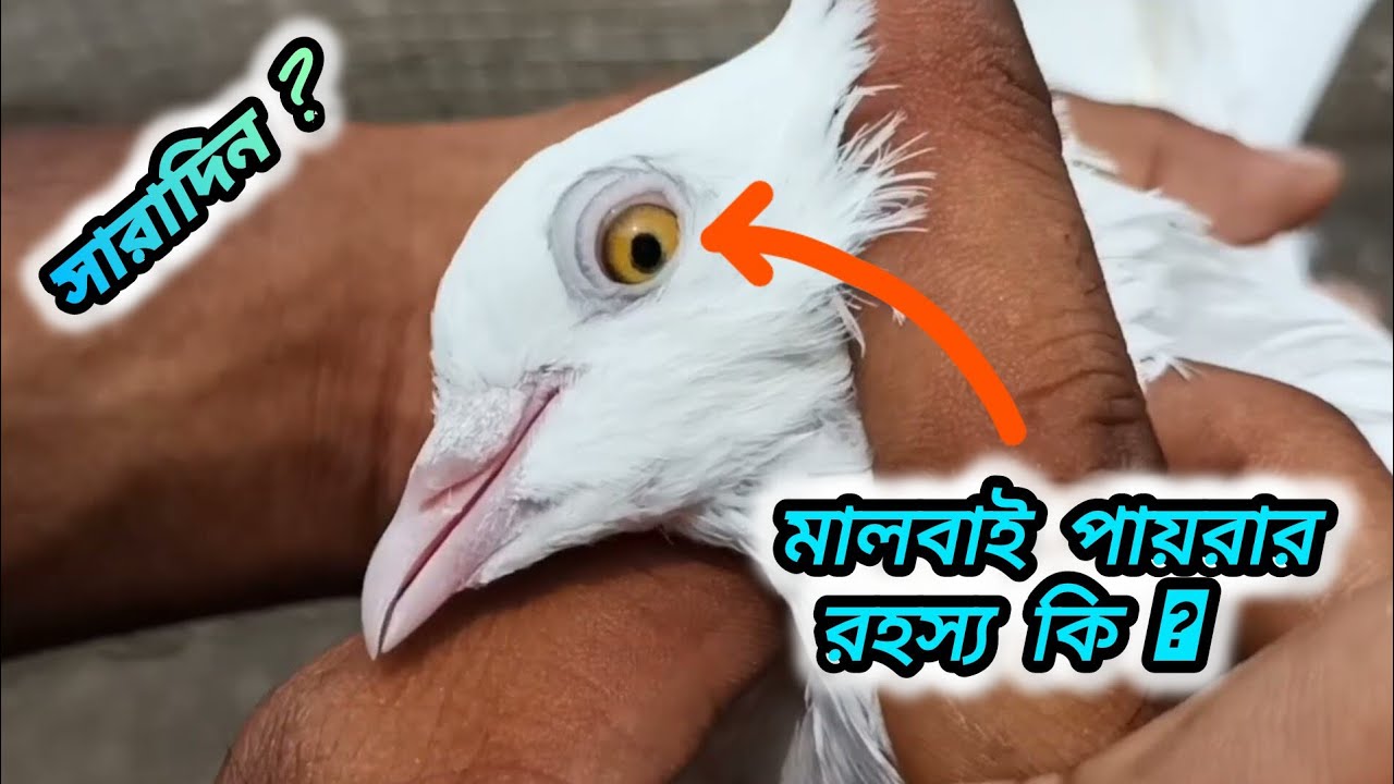 Original মালবাই পায়রা চেনার উপায় । Malwai pigeon #trending #viralvideo #malwaipigeon