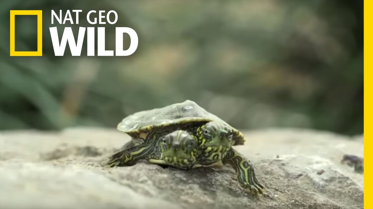 What Causes Animals To Be Born With Two Heads? | Nat Geo Wild