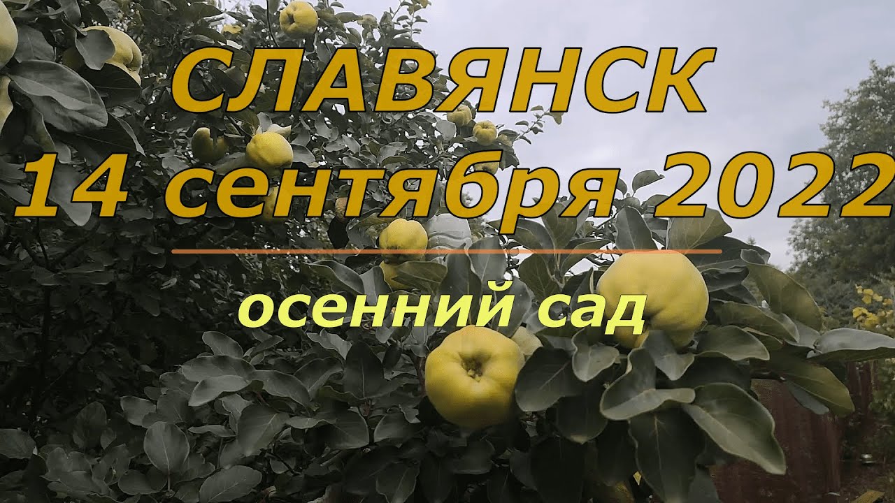 Славянск 14 сентября 2022 осенний сад