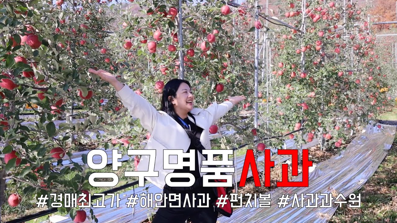 큰 일교차가 만들어낸 최고의 맛 양구사과! 경매최고가 명품사과를 소개합니다.