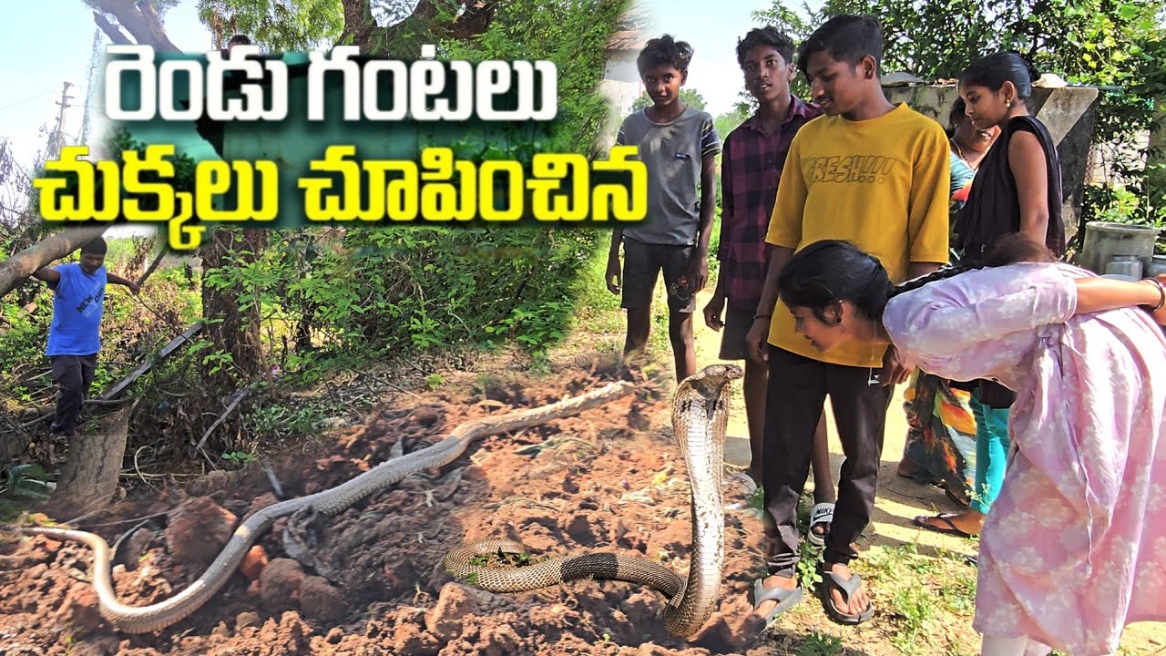 Спасение индийской очковой кобры || Спасение в деревне Джорфур.. 7396969917