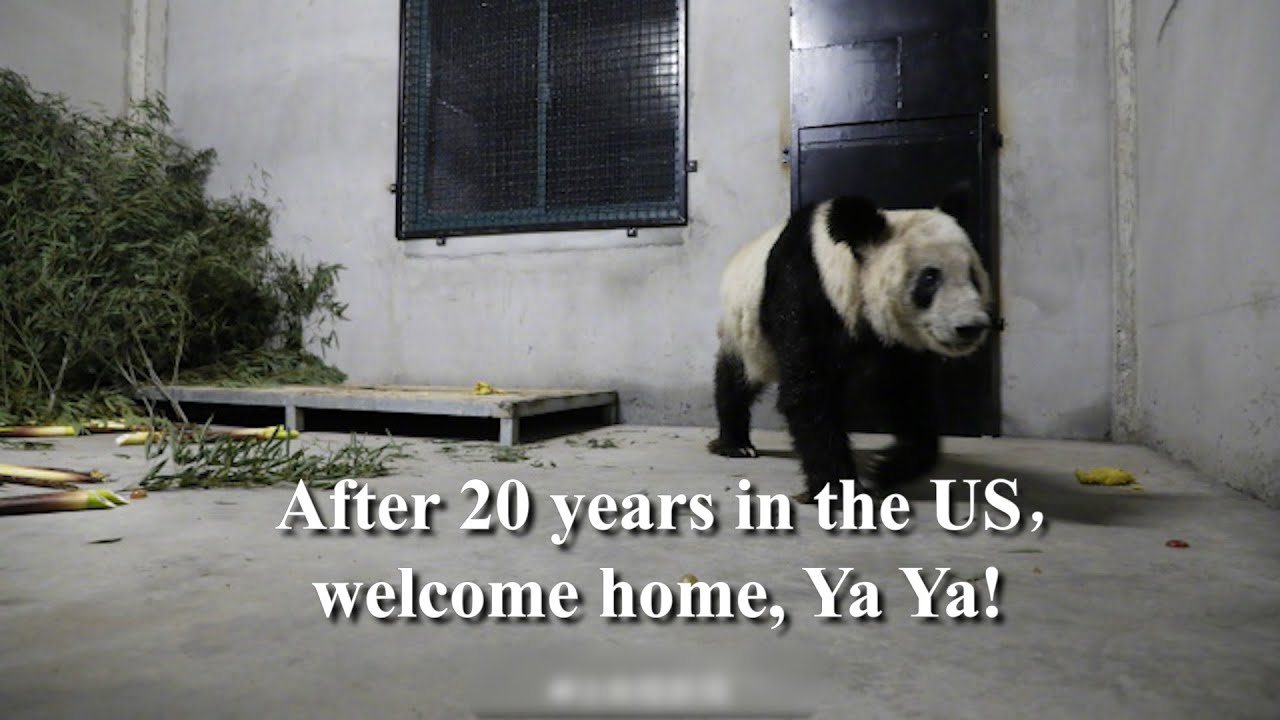 After 20 years in the US, welcome home, Ya Ya!