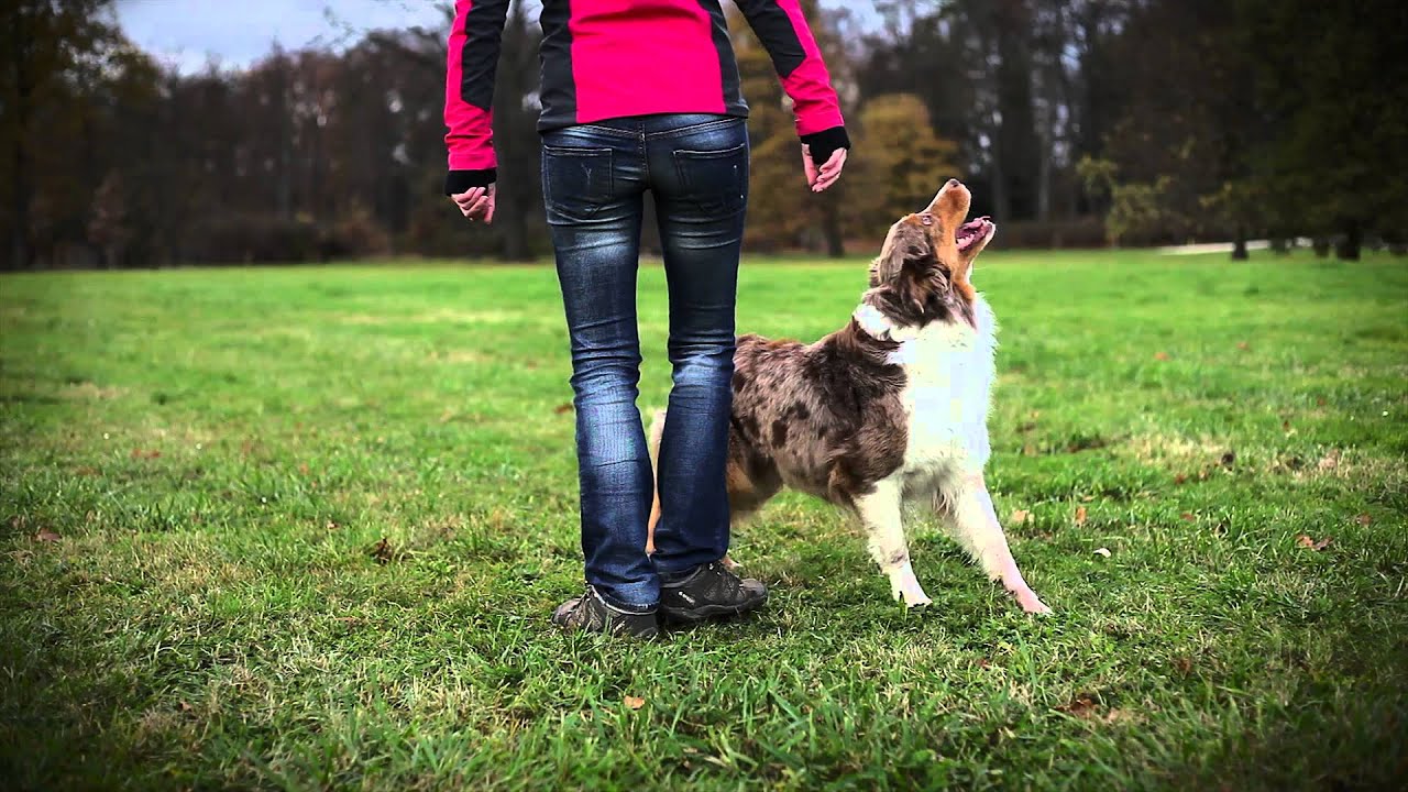 Australian shepherd Brandy - dog tricks video