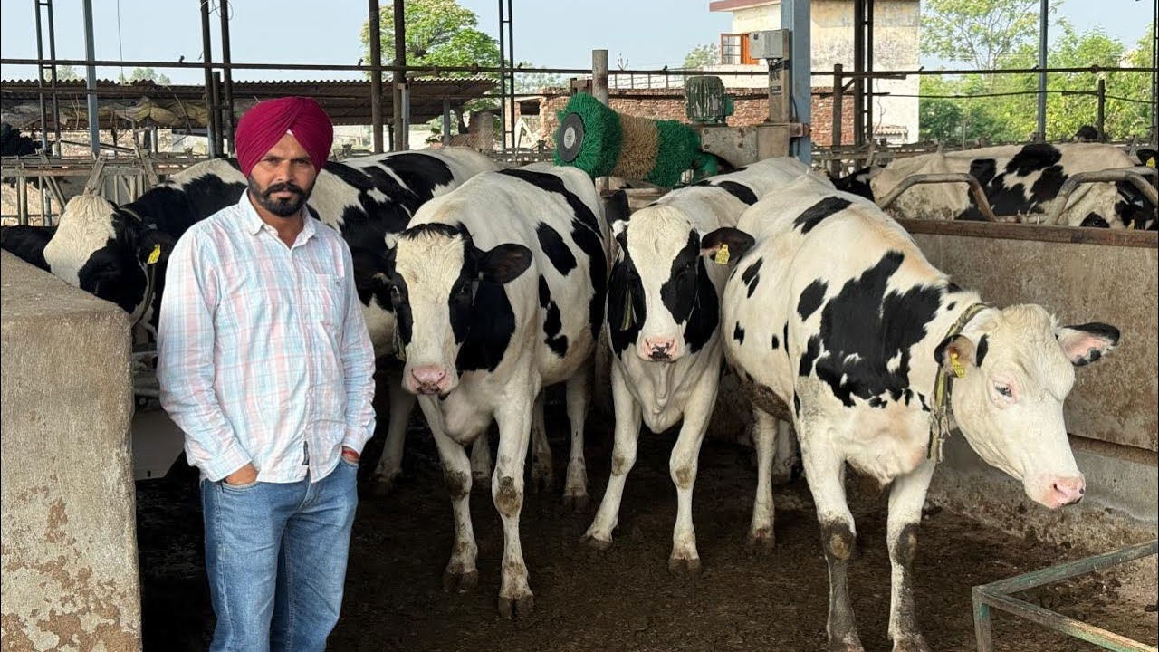 100 HF Heifers available for sale || Fully Record || Raja Dairy Farm