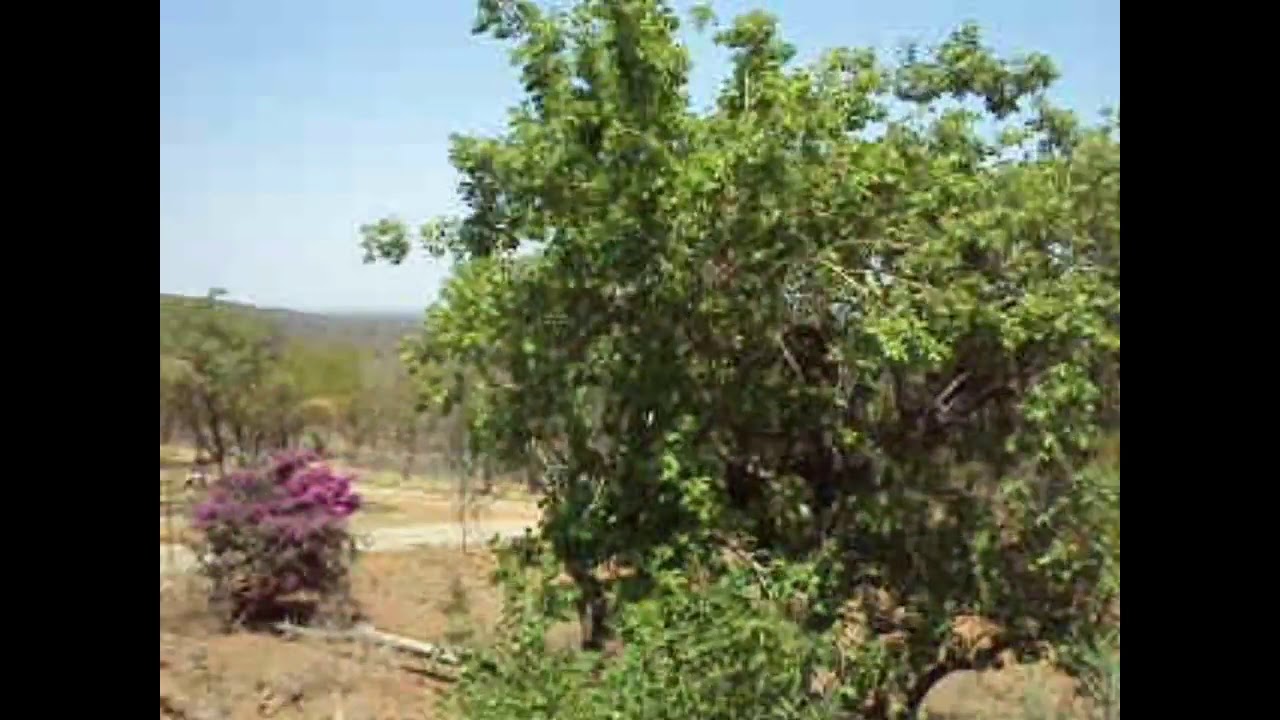 853 ha wildplaas te koop. Rooiberg. Video 01. Wildplaas: 1124